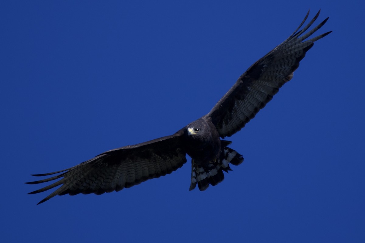 Zone-tailed Hawk - ML641638497