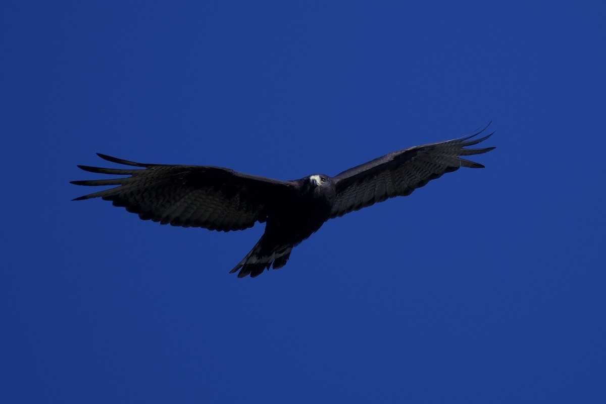 Zone-tailed Hawk - ML641638498