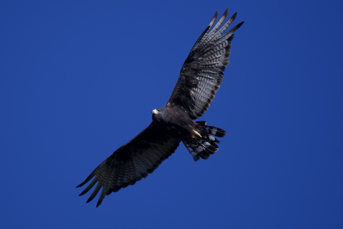 Zone-tailed Hawk - ML641638499