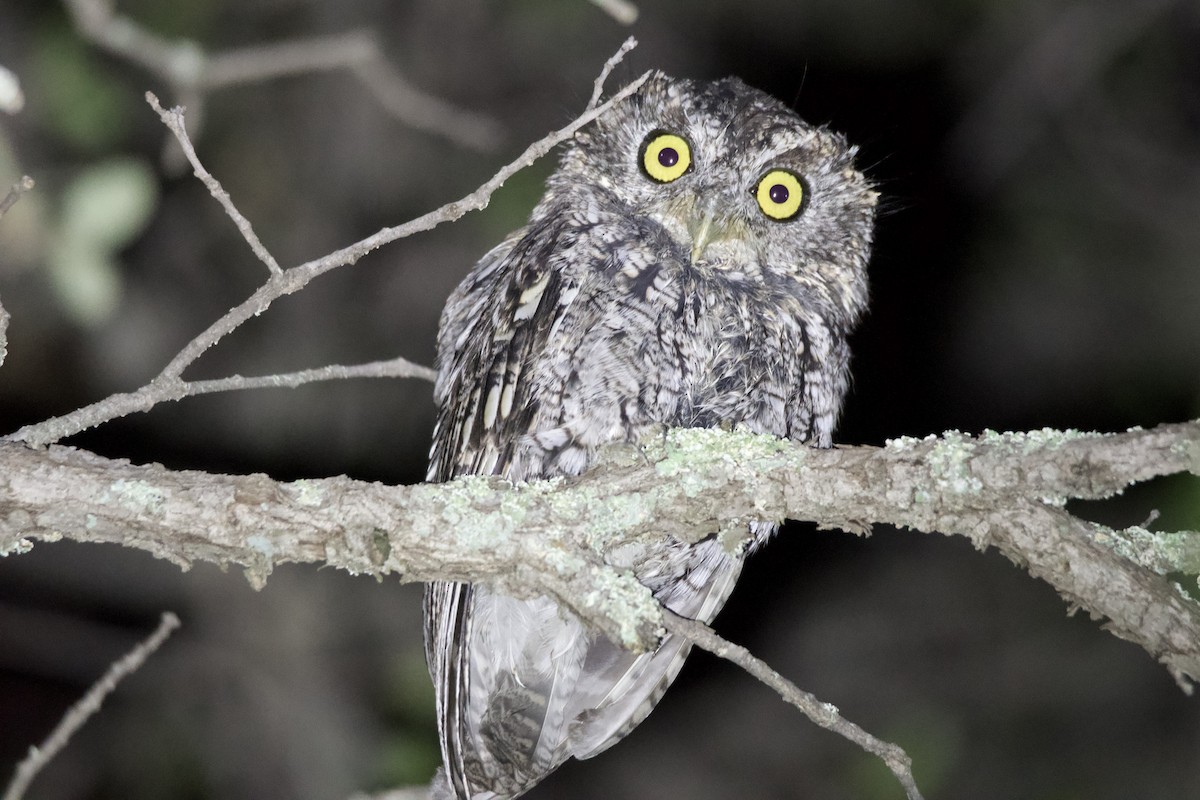Whiskered Screech-Owl - ML641638533
