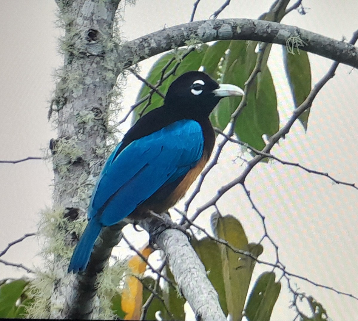 Blue Bird-of-Paradise - ML641638549
