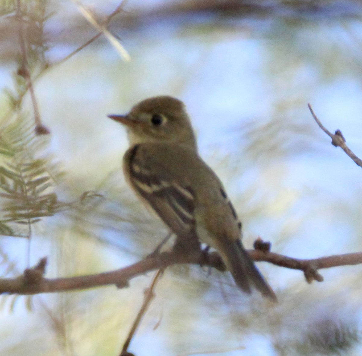 Western Flycatcher (Pacific-slope) - ML641638556