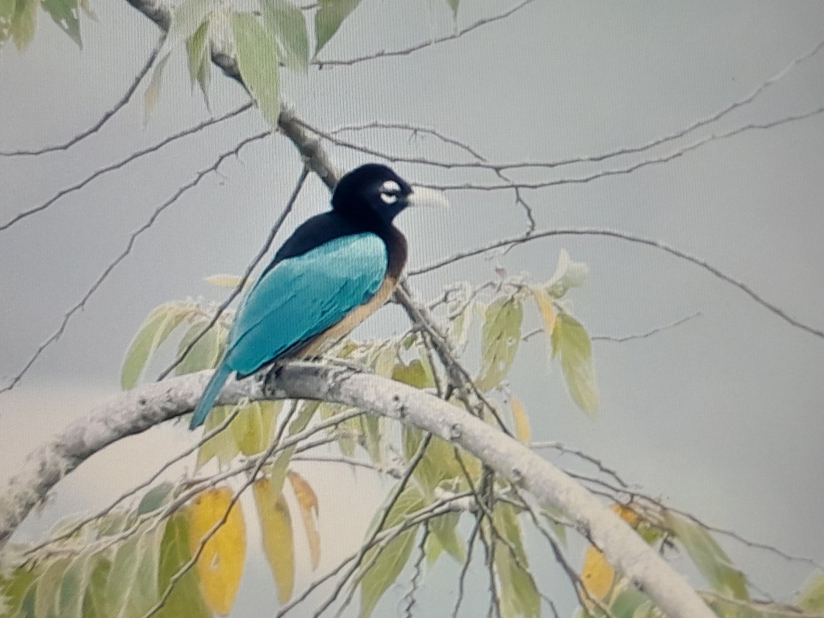 Blue Bird-of-Paradise - ML641638558