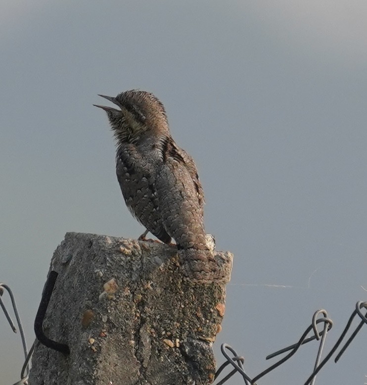 Eurasian Wryneck - ML641638560