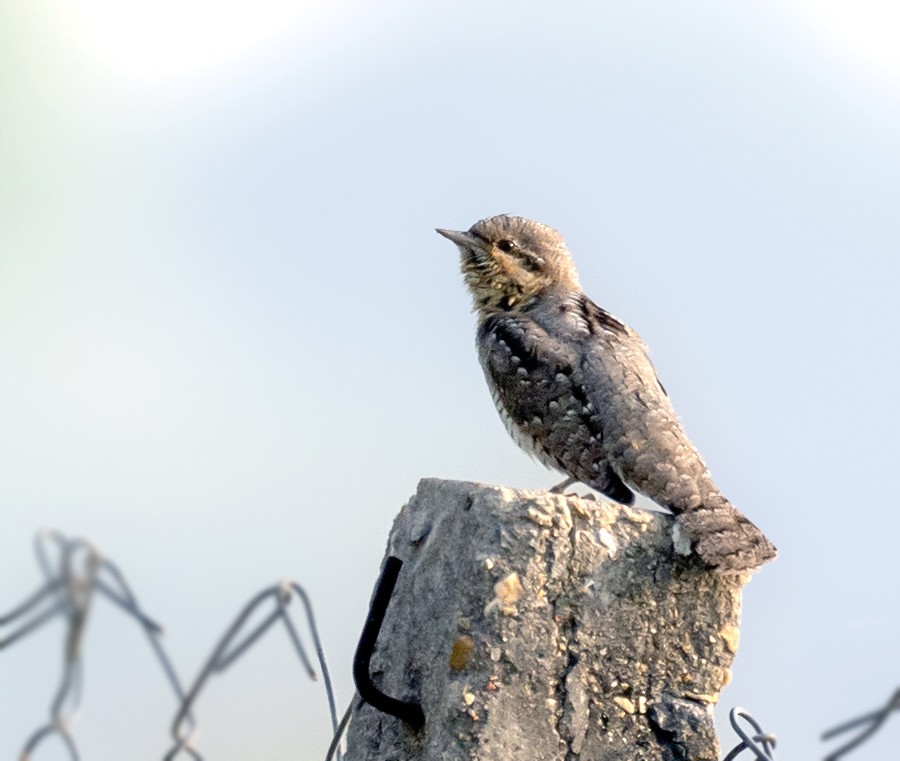 Eurasian Wryneck - ML641638561