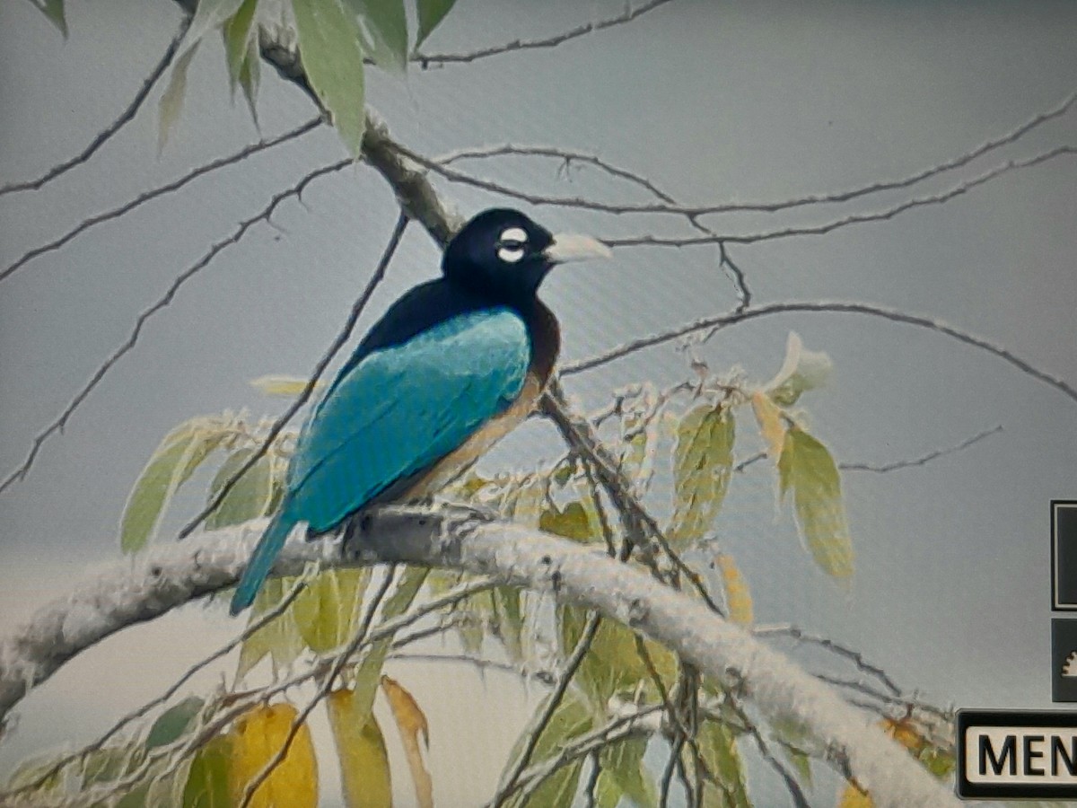 Blue Bird-of-Paradise - ML641638562
