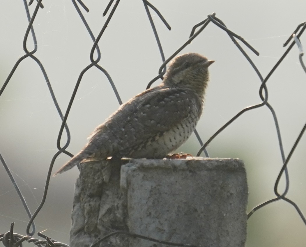 Eurasian Wryneck - ML641638563