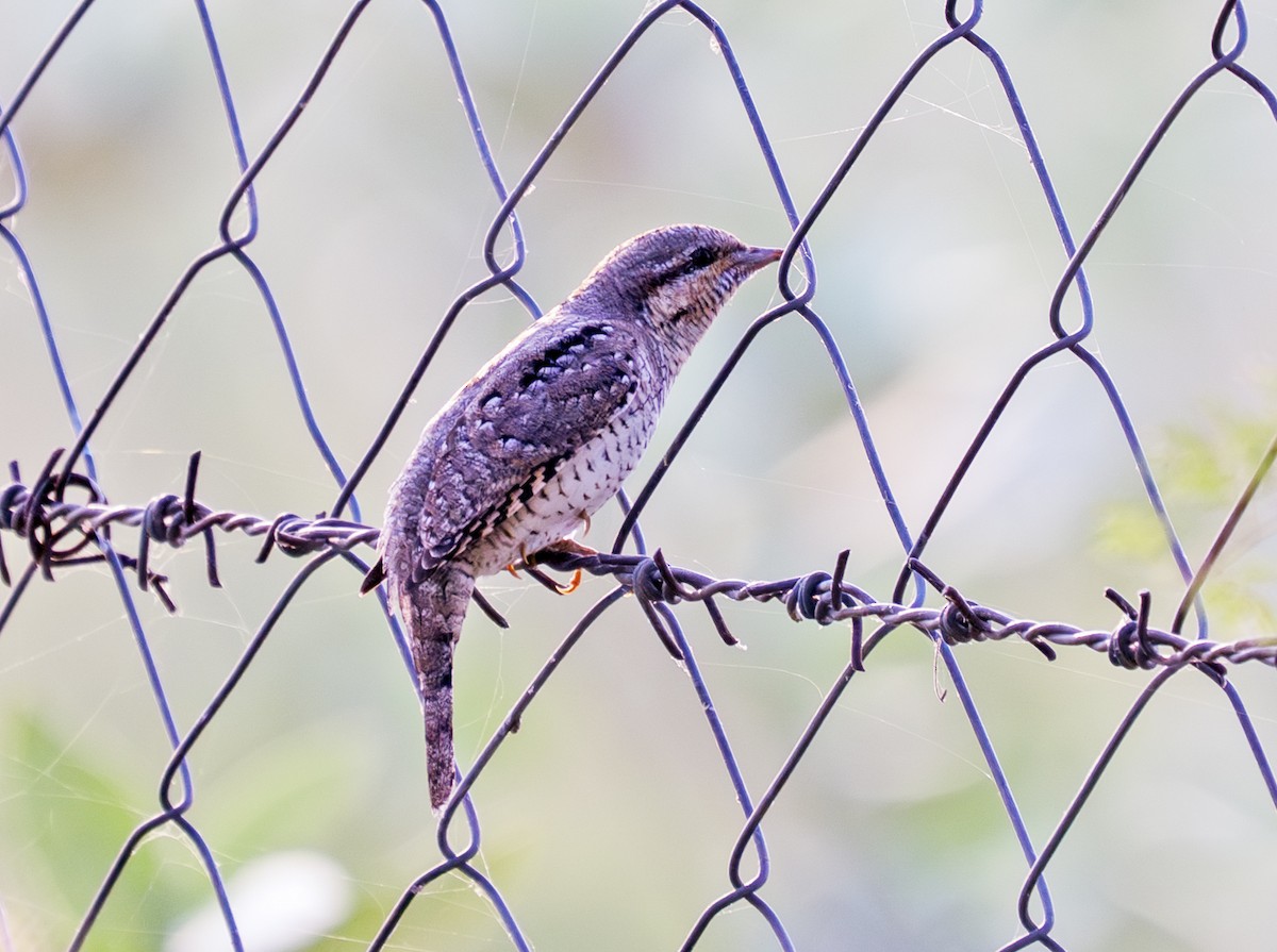 Eurasian Wryneck - ML641638572