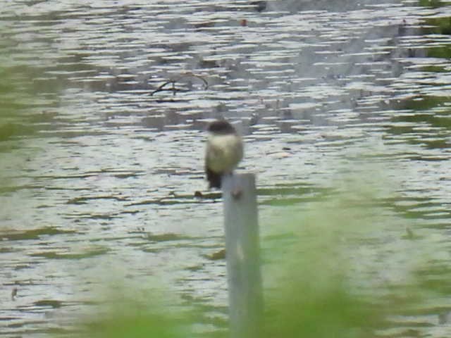 Eastern Phoebe - ML641638573