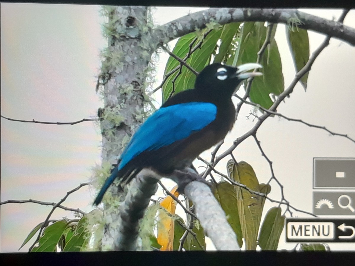 Blue Bird-of-Paradise - ML641638577