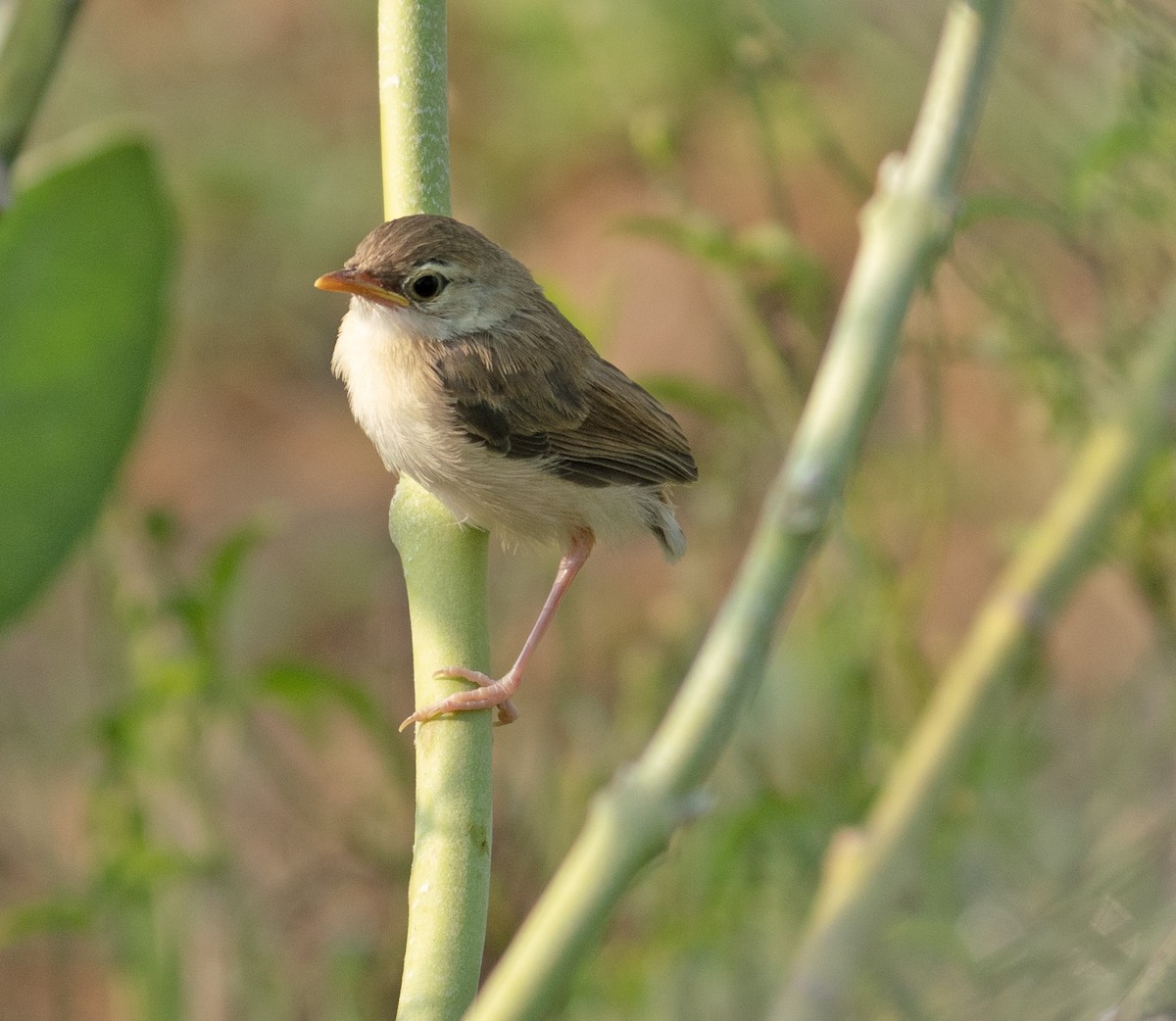 Booted Warbler - ML641638630