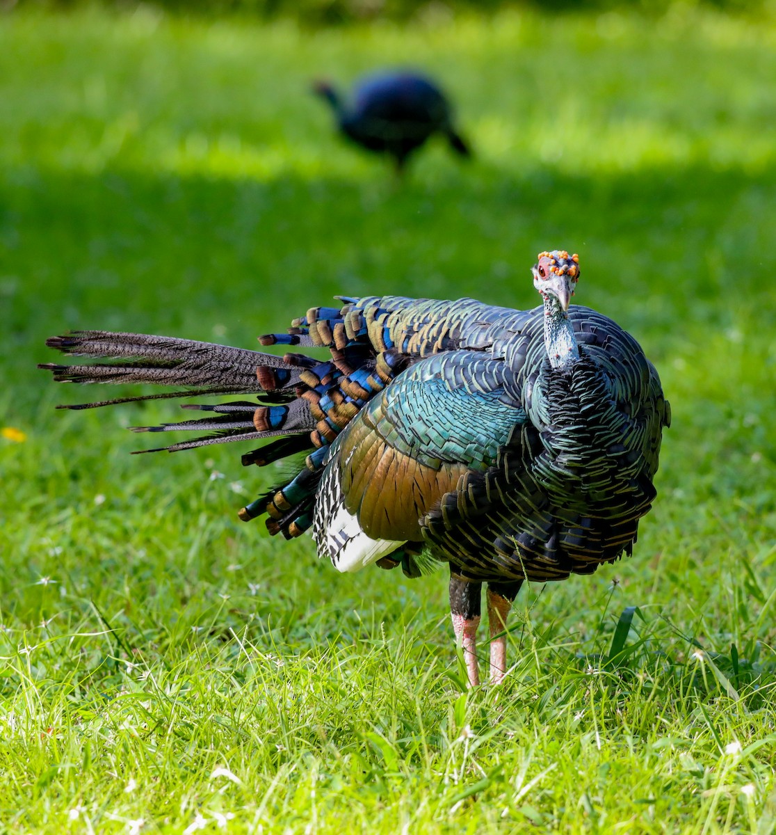 Ocellated Turkey - ML641638683