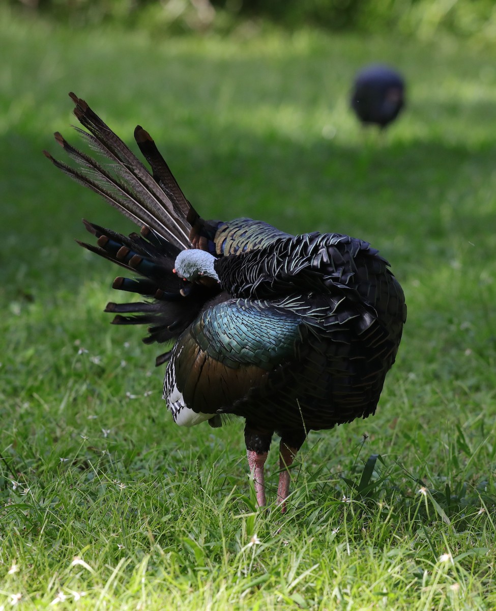 Ocellated Turkey - ML641638684