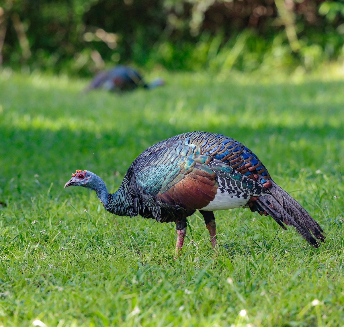 Ocellated Turkey - ML641638685