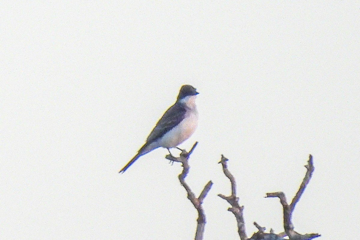 Eastern Kingbird - ML641638737