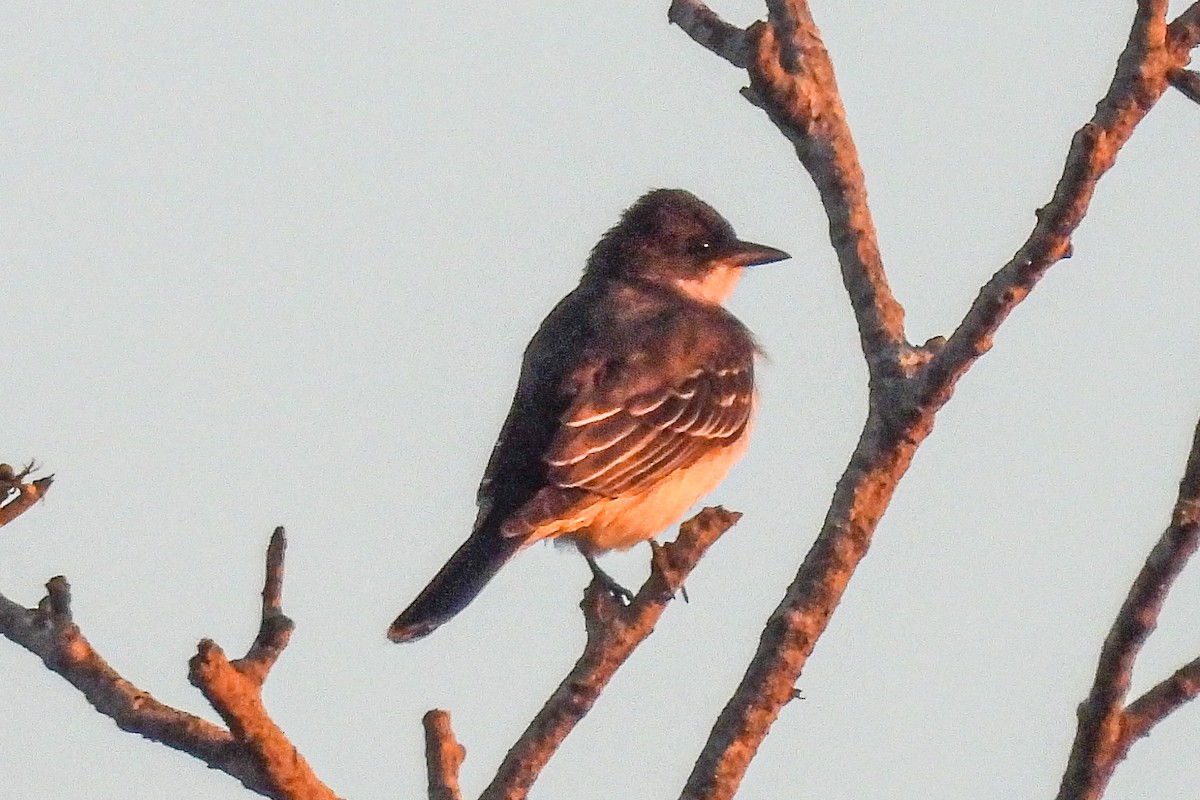 Eastern Kingbird - ML641638738