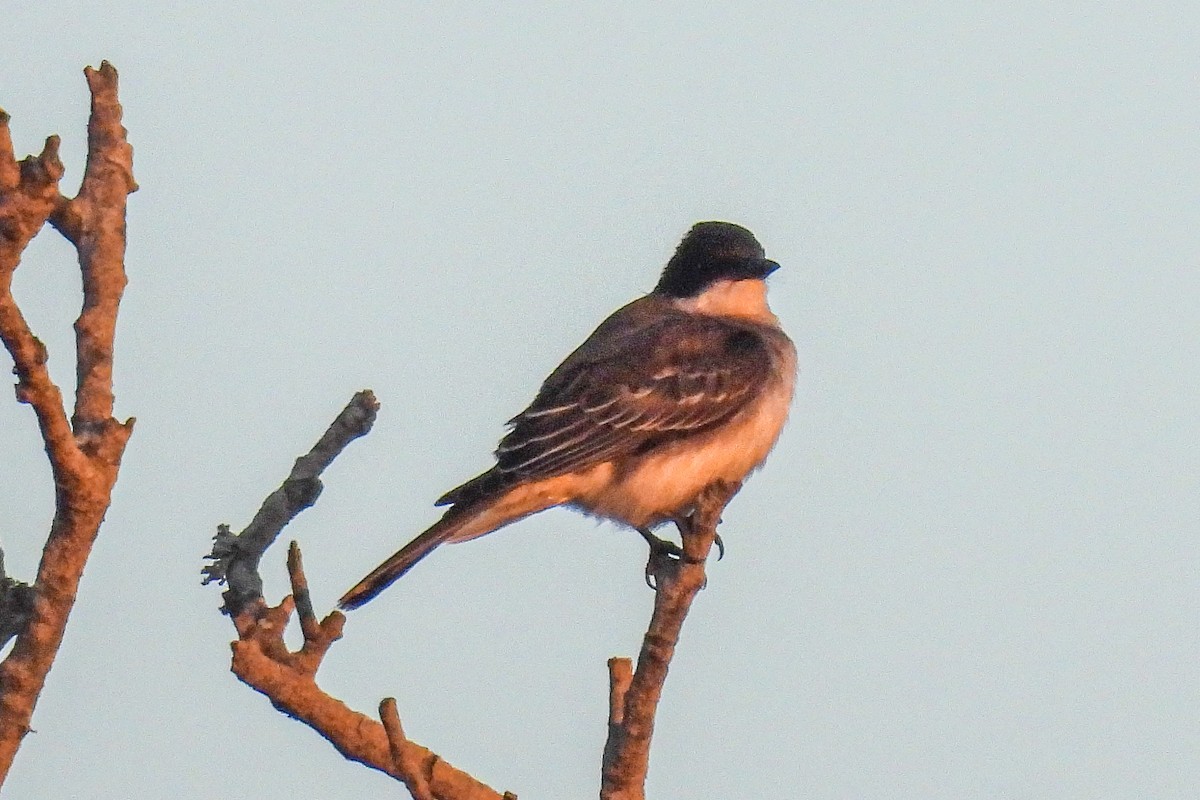 Eastern Kingbird - ML641638739
