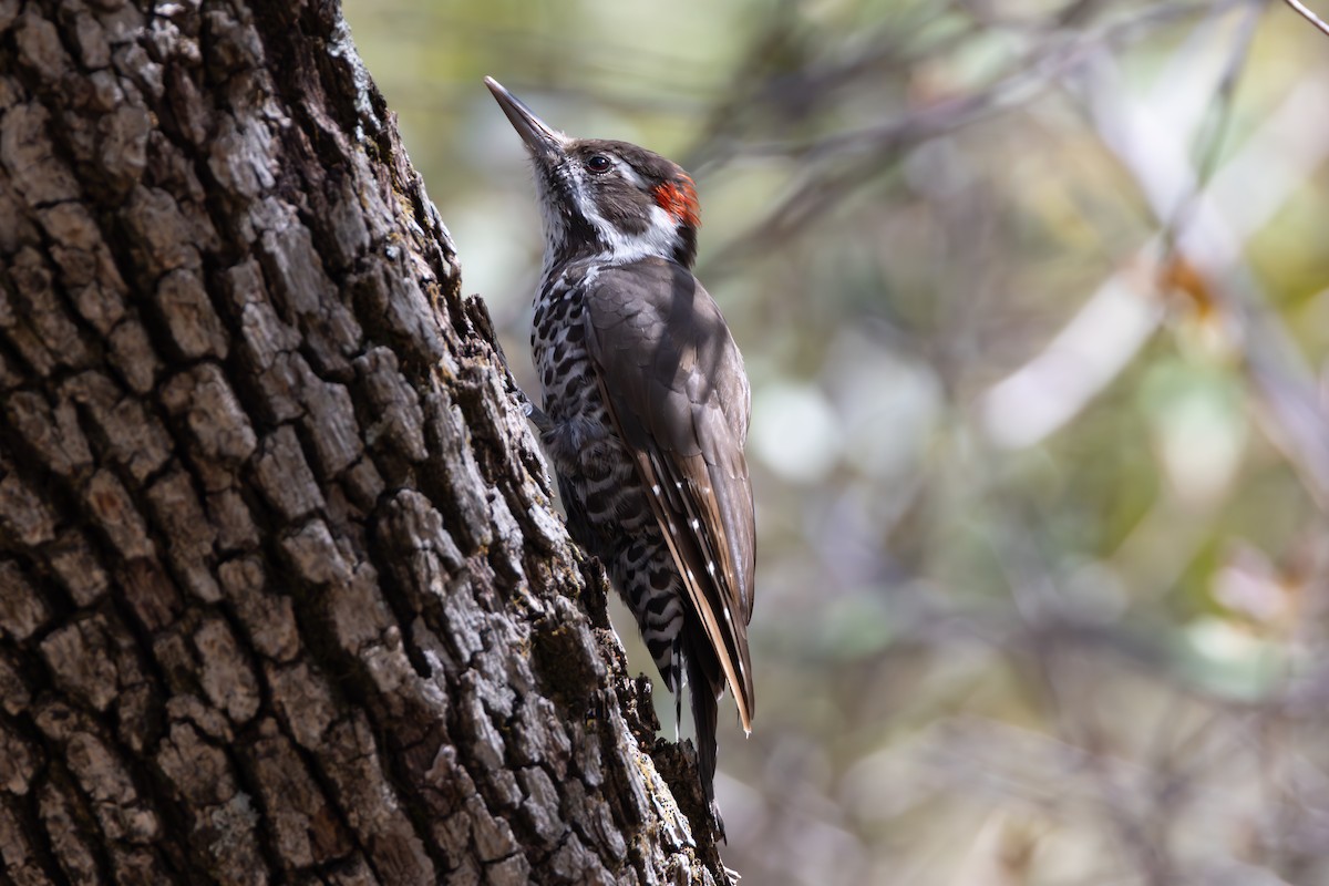 Arizona Woodpecker - ML641638781