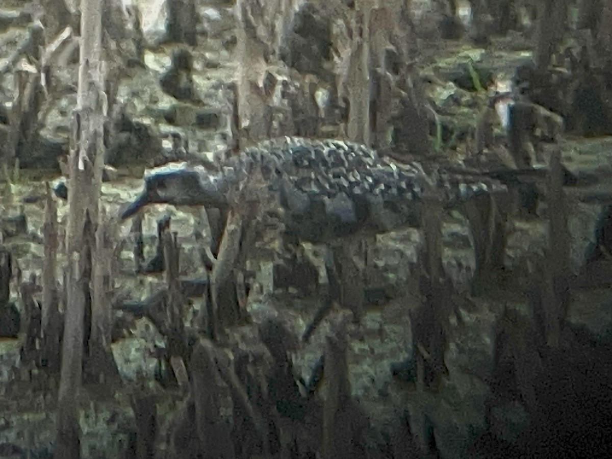 American Golden-Plover - ML641638793