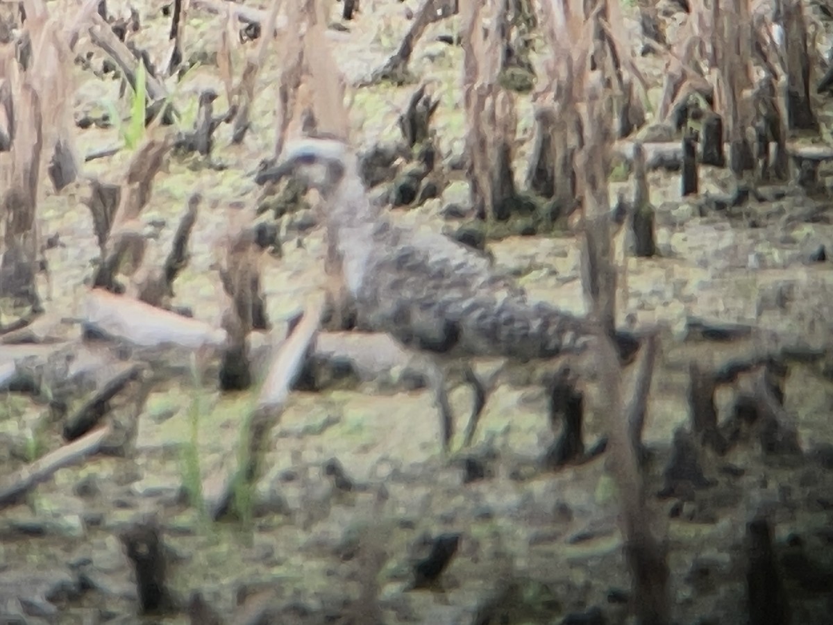 American Golden-Plover - ML641638794