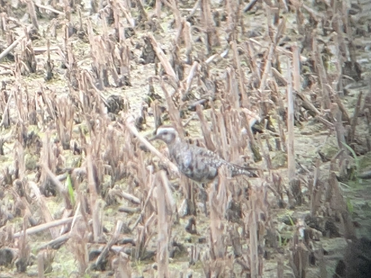 American Golden-Plover - ML641638795