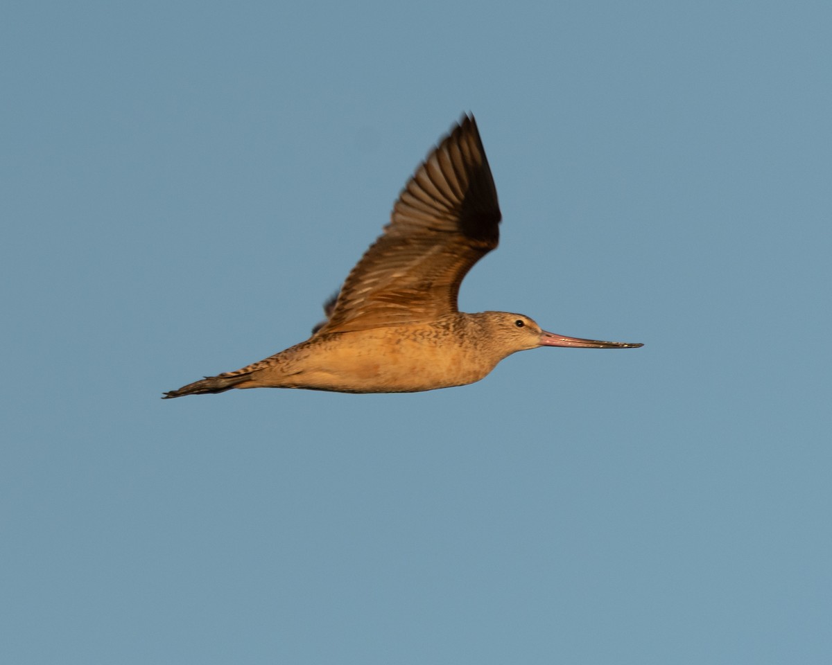 Marbled Godwit - ML641638807