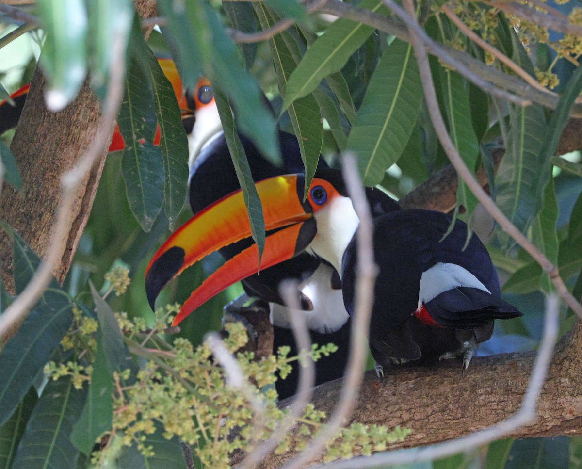 Toco Toucan - ML641638875
