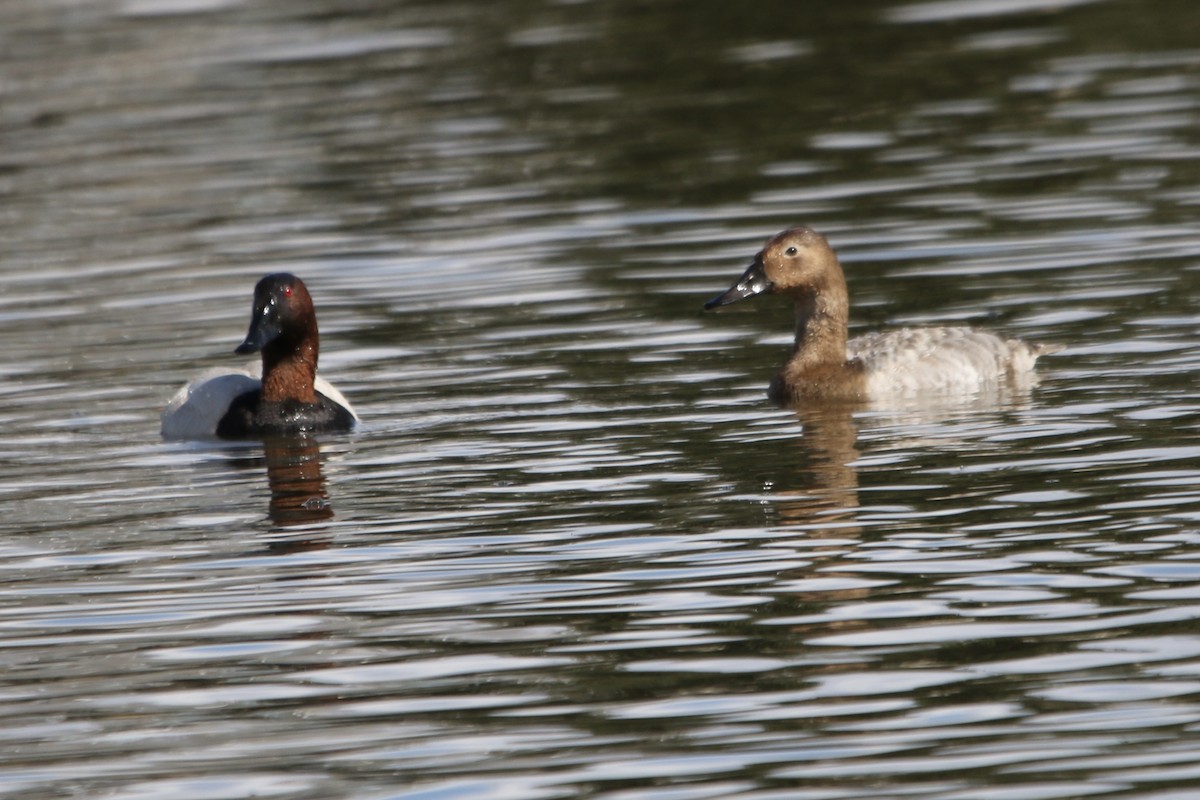 Canvasback - ML641638896