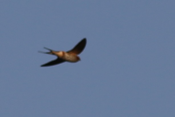 Lesser Striped Swallow - ML641638899