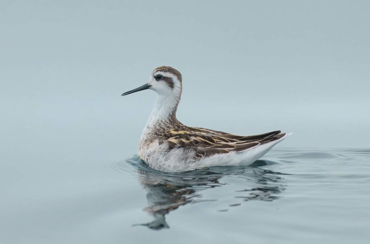 eBird Checklist - 7 Sep 2025 - Auto selected 37.39824, -122.88048 - 12 ...
