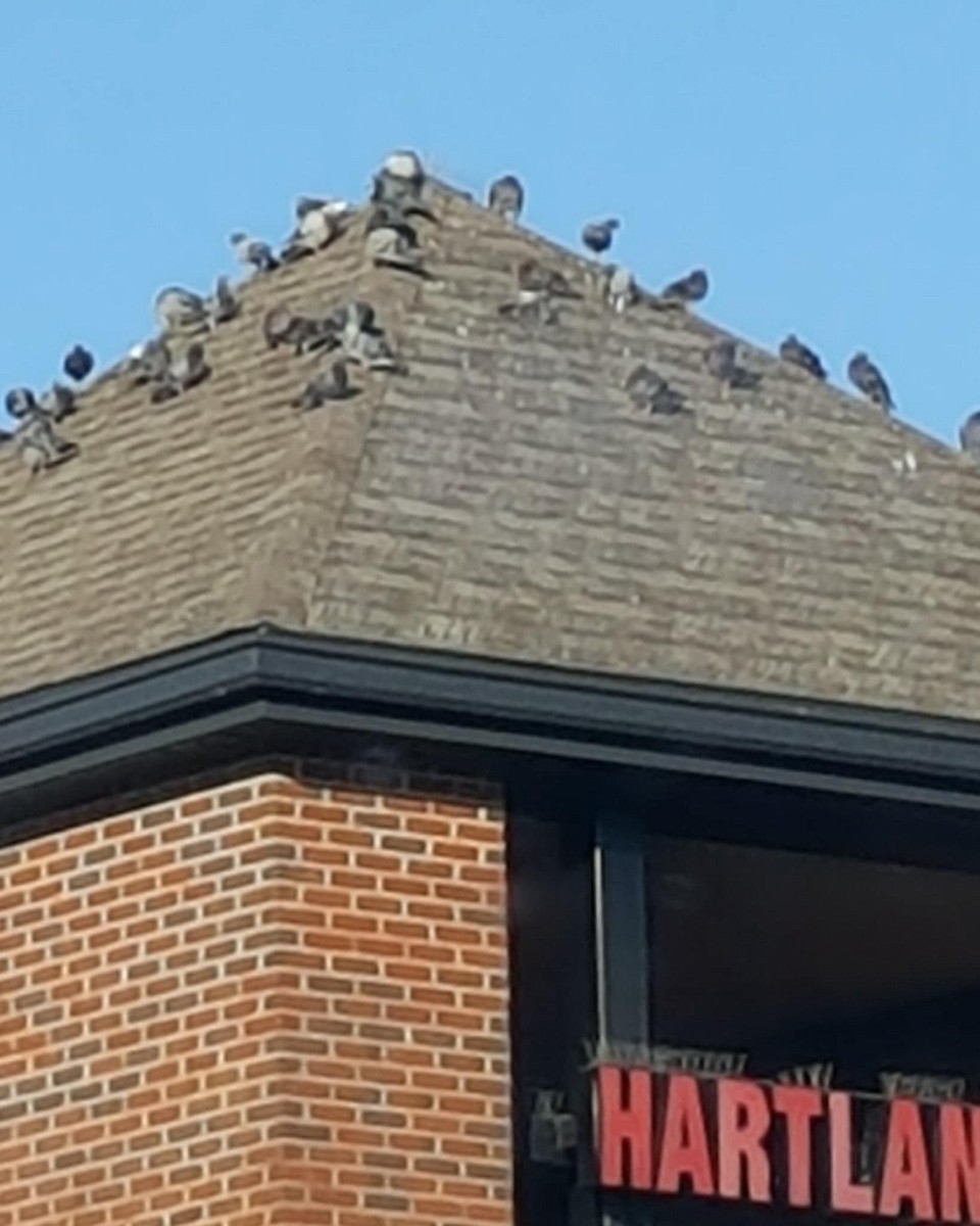 Голуб сизий (міський) - ML641638905