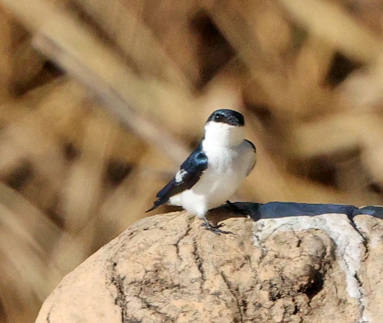 White-winged Swallow - ML641638952