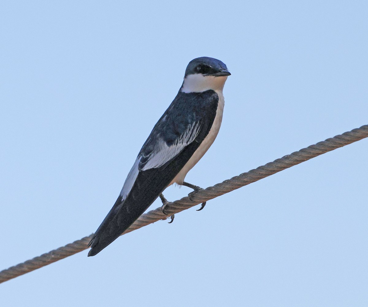 White-winged Swallow - ML641638953