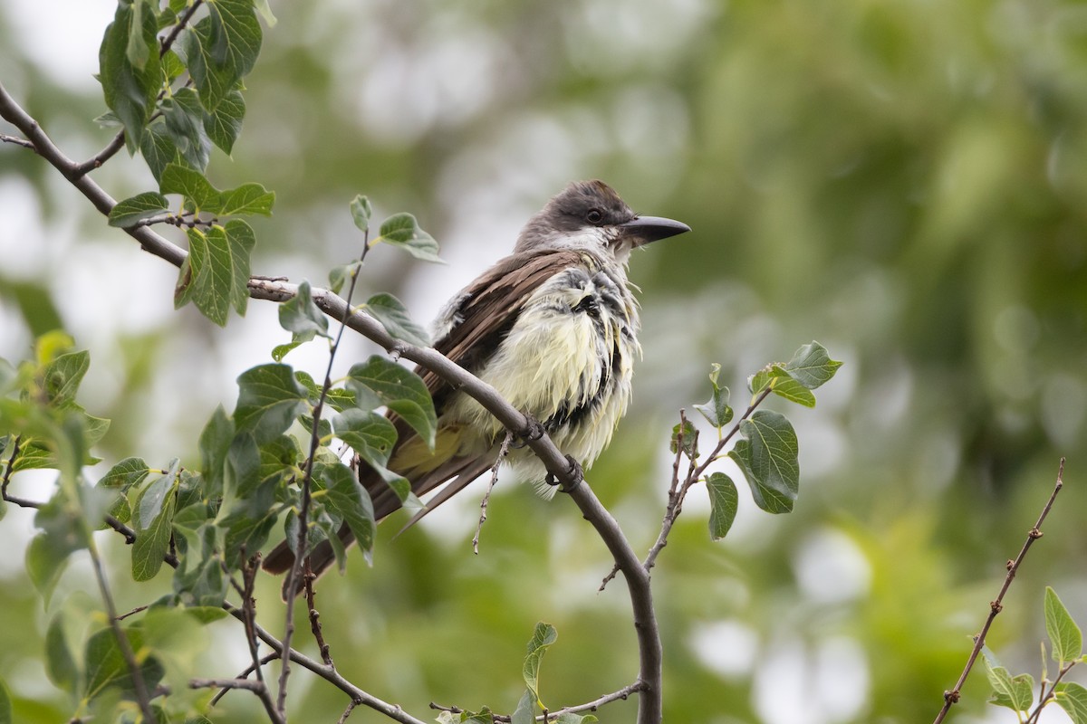 Thick-billed Kingbird - ML641638998