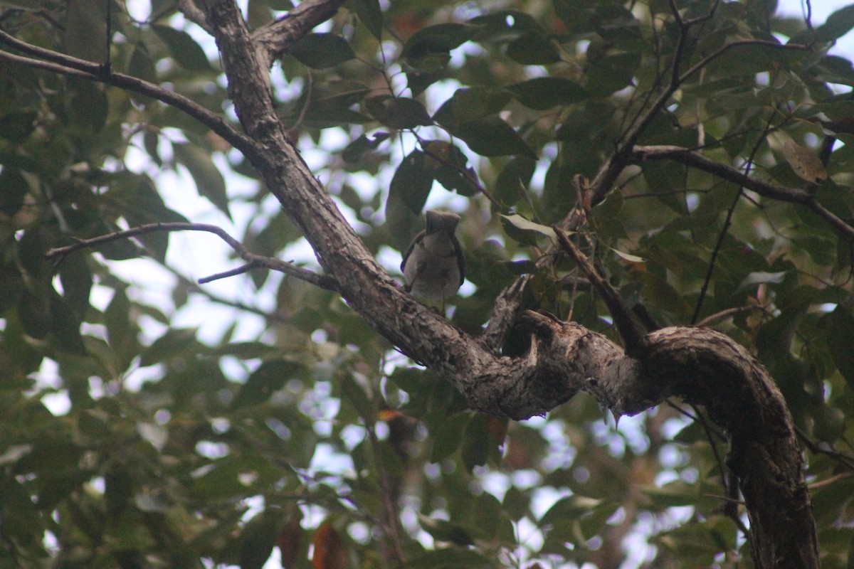Noisy Miner - ML641639078