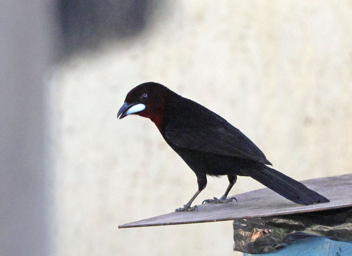 Silver-beaked Tanager - ML641639083