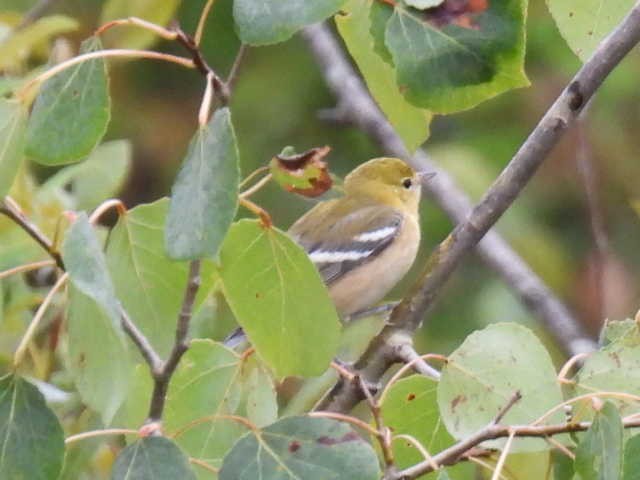 Bay-breasted Warbler - ML641639088