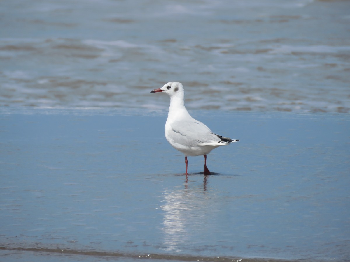 Brown-hooded Gull - ML641639096