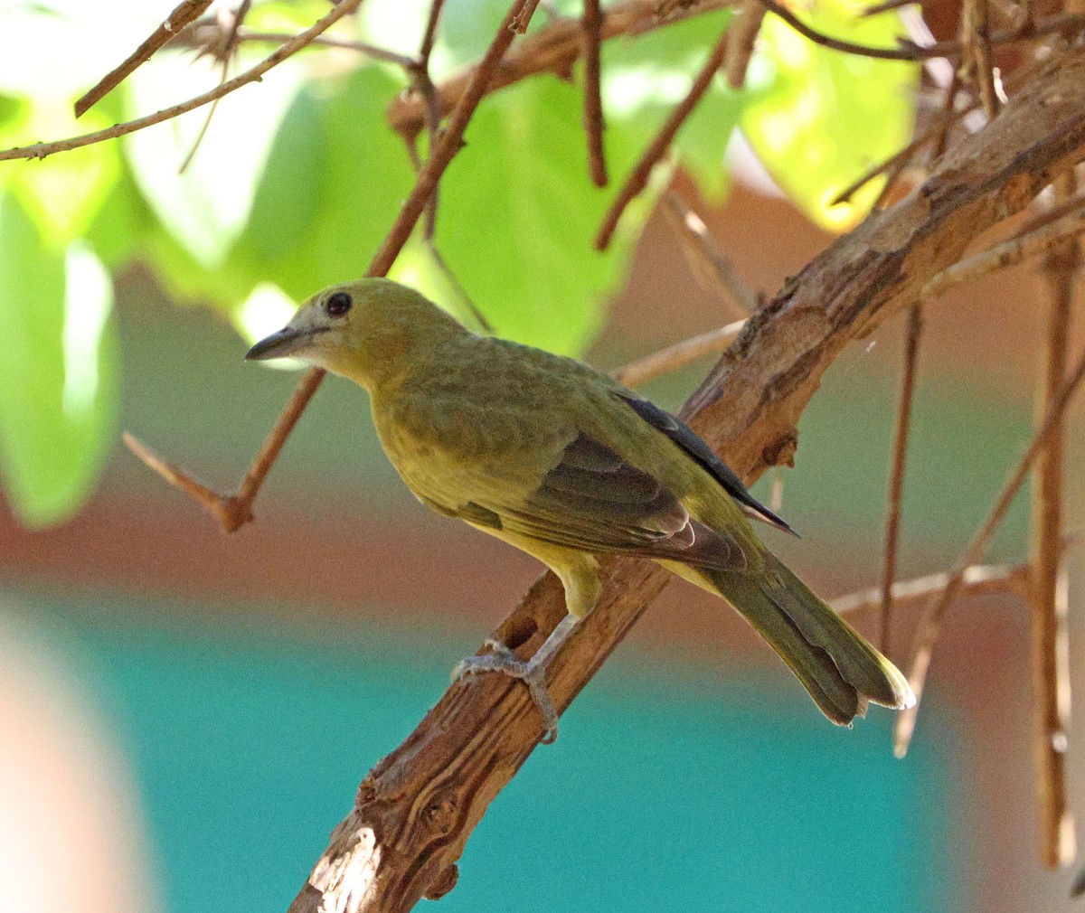 Palm Tanager - ML641639098