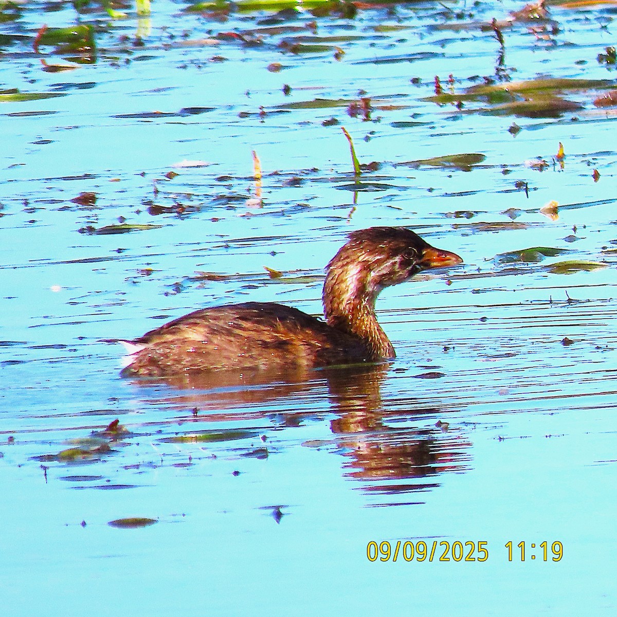 Pied-billed Grebe - ML641639101