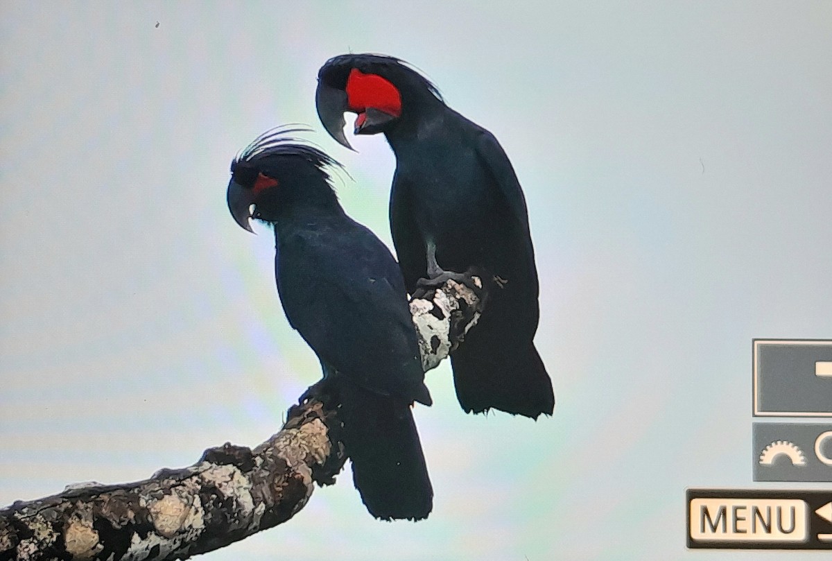 Palm Cockatoo - ML641639105