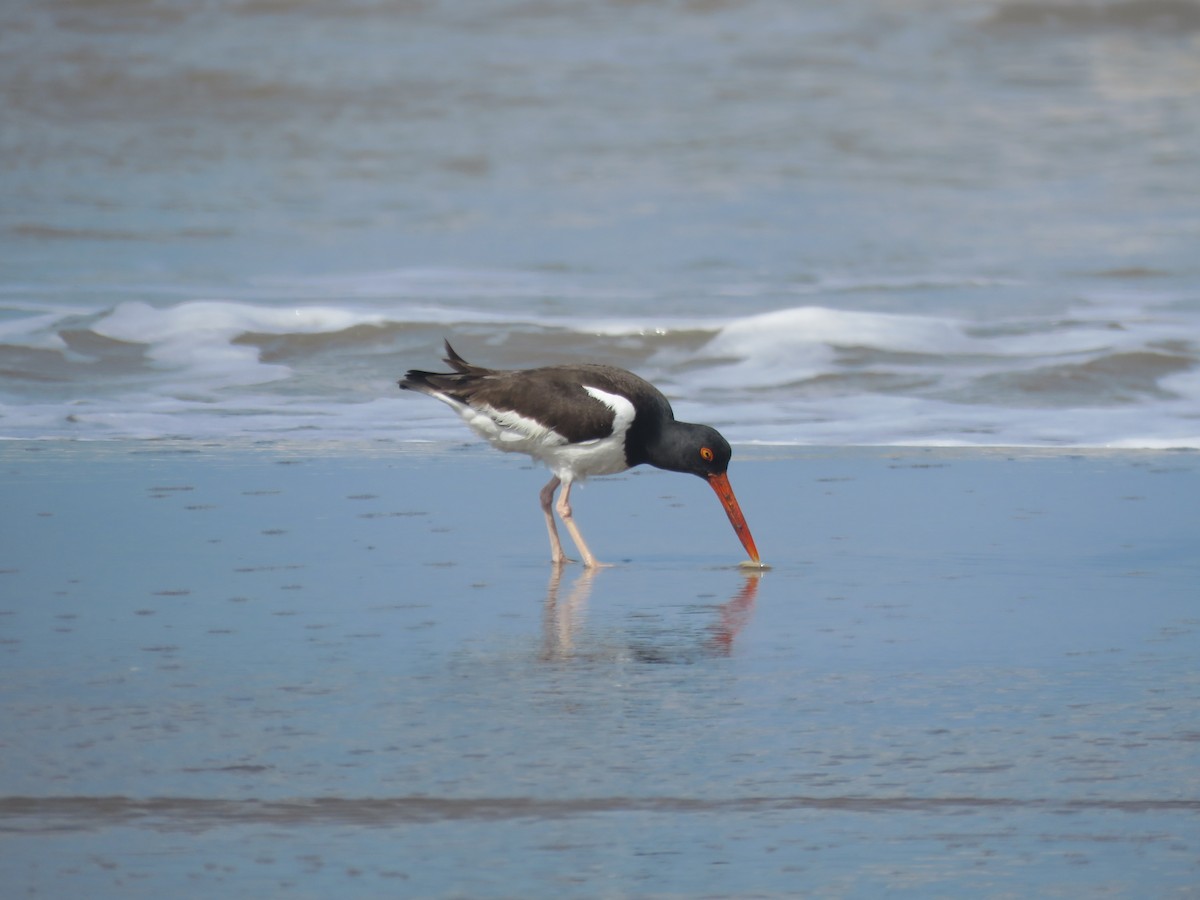 American Oystercatcher - ML641639106