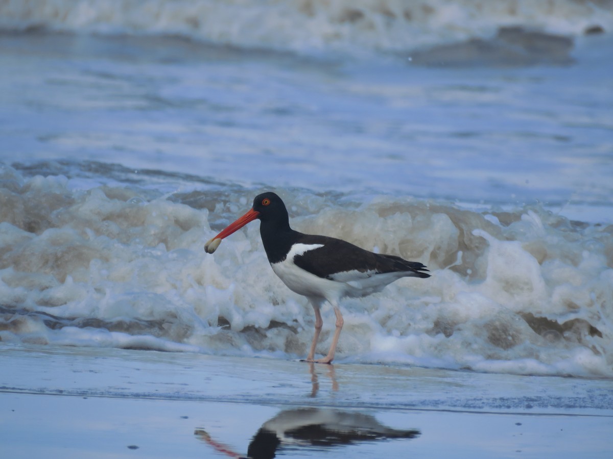 American Oystercatcher - ML641639107