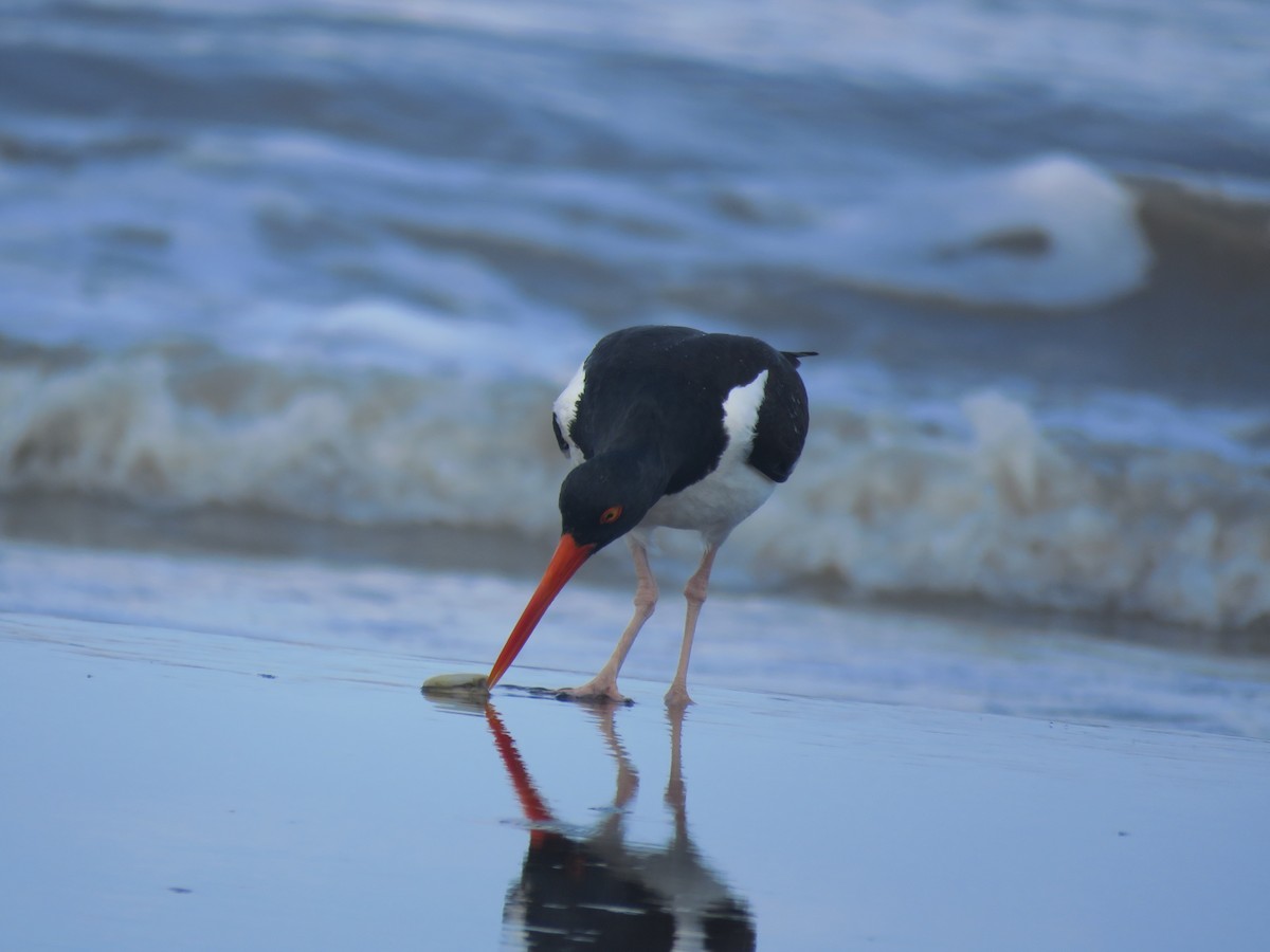 American Oystercatcher - ML641639109