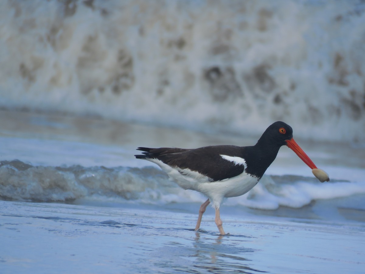 American Oystercatcher - ML641639110