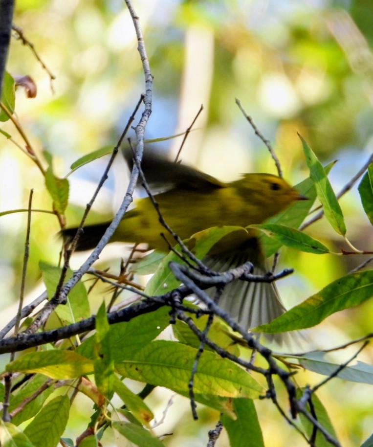 Wilson's Warbler - ML641639112