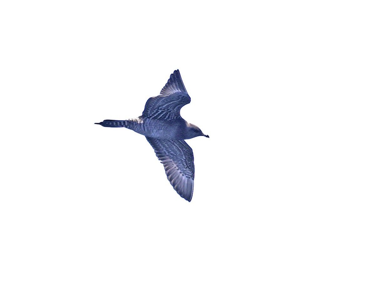 Long-tailed Jaeger - ML641639113