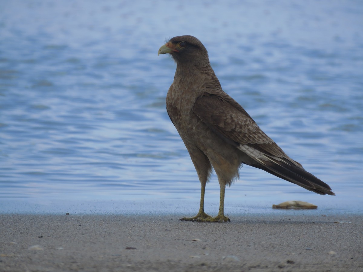 Chimango Caracara - ML641639114
