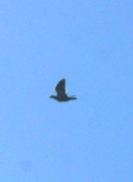 Zenaida Dove - ML641639115