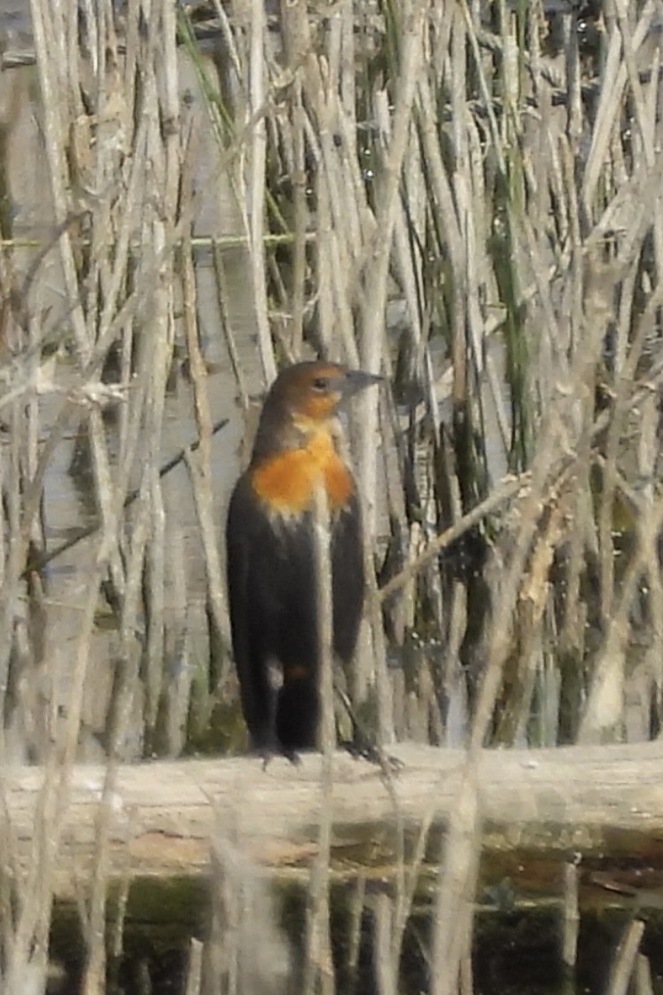 Yellow-headed Blackbird - ML641639116